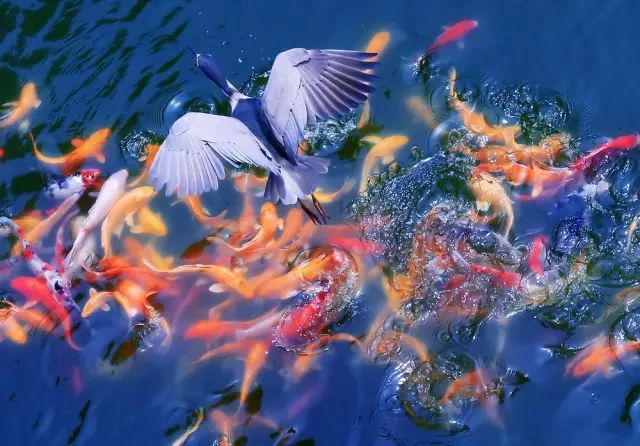 “郎静山杯”中国新画意摄影双年展 l 摄影归空—江苏画意摄影联展