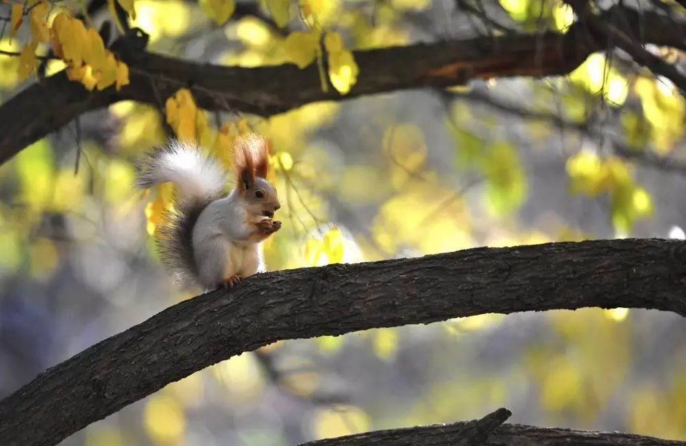 金秋拍照有妙招，氛围感极强的拍照玩法快学起来！