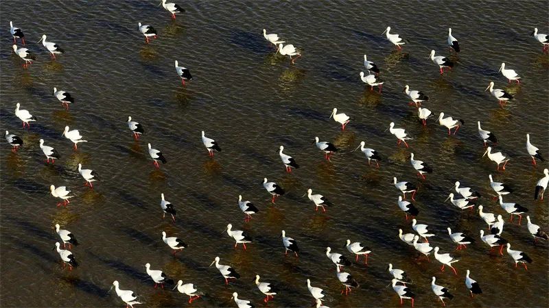 赵文昌：风中响羽