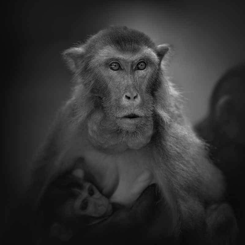 母爱——首届“伶仃洋杯”全国摄影展（第二十三辑）