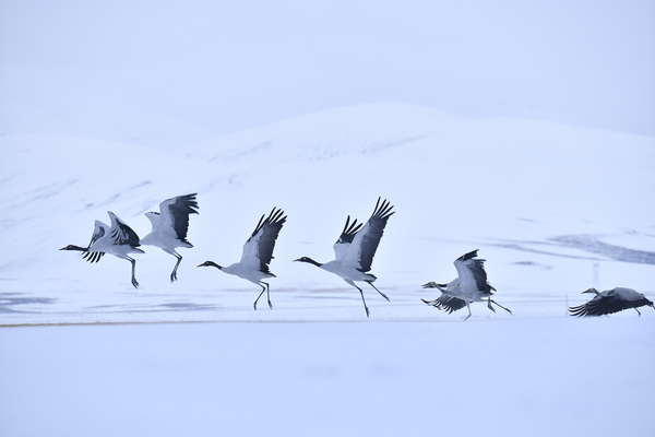 黑颈鹤——青海玉树全国摄影展（第十六辑）