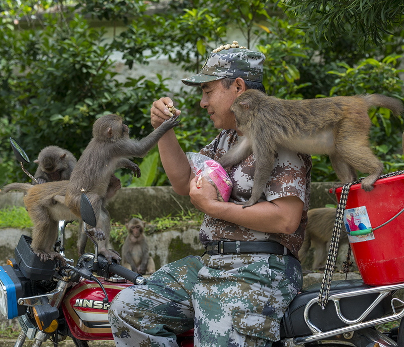 猴王——首届“伶仃洋杯”全国摄影展（第八辑）