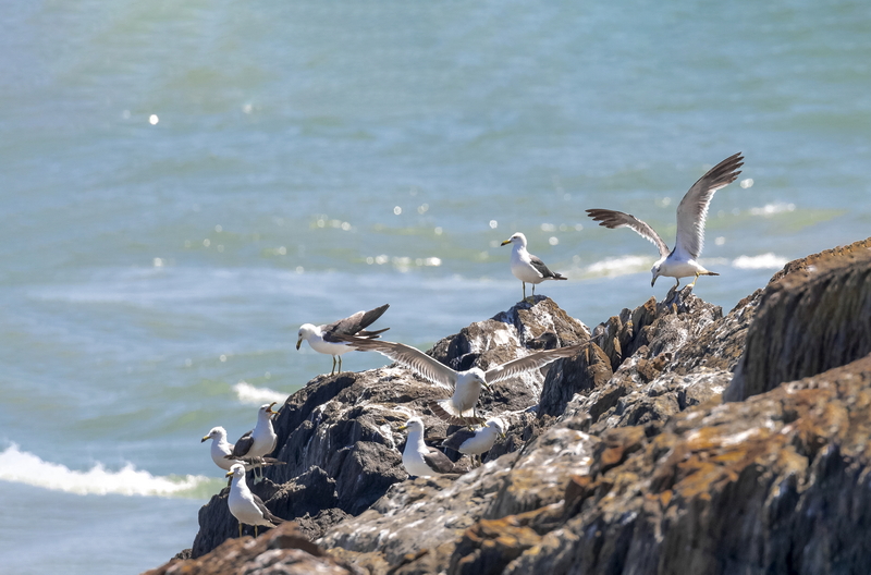 观鸟胜地——中国岛屿主题摄影展（第十五辑）