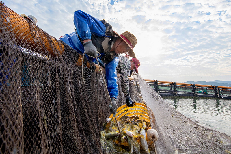 鹿西岛养殖场——中国岛屿主题摄影展（第五辑）