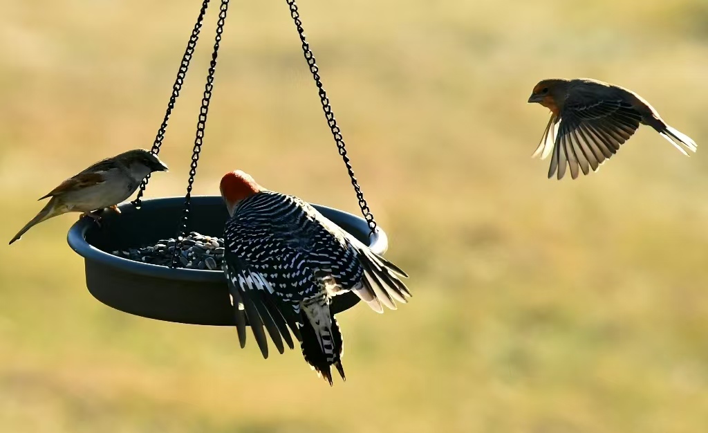 解锁正确投喂姿势：野生鸟类投喂关键指南