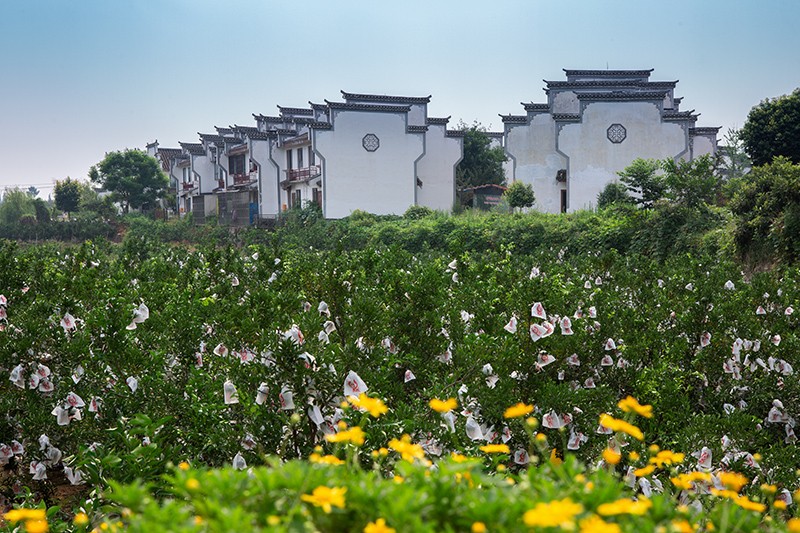 送戏下乡——“四季蒲江”摄影展作品（第七辑）