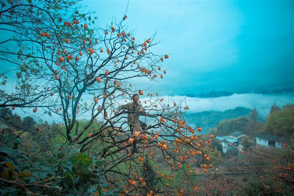 柿子红了——第二届“富平柿饼 甜蜜中国”全国摄影展（第六辑）