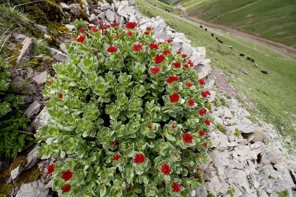 糌粑节——青海玉树全国摄影展（第九辑）
