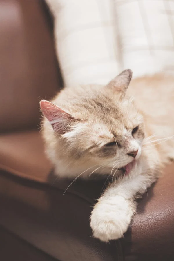 多维解读：猫咪为何对你 “爱不释口”？