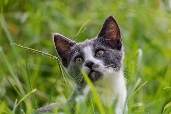 园林藏毒？这些植物对猫有致命威胁