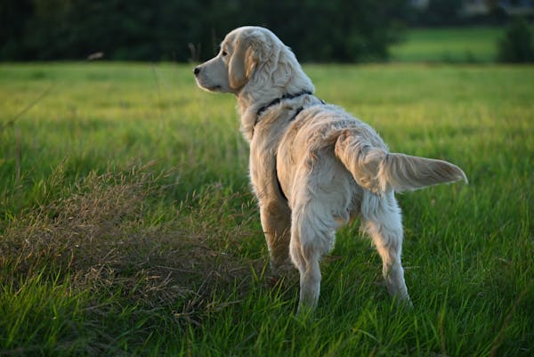 尾巴不停摆，狗狗心思你猜得透吗？