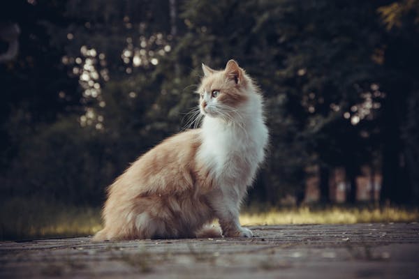 小猫洗澡秘籍！打造舒适沐浴体验