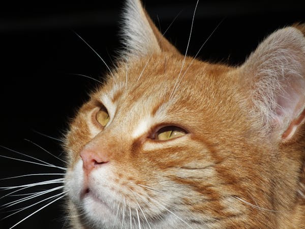 必知：导致猫咪流口水的六大原因