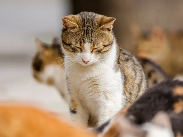 警惕！易被误认作毛球的五种棘手状况