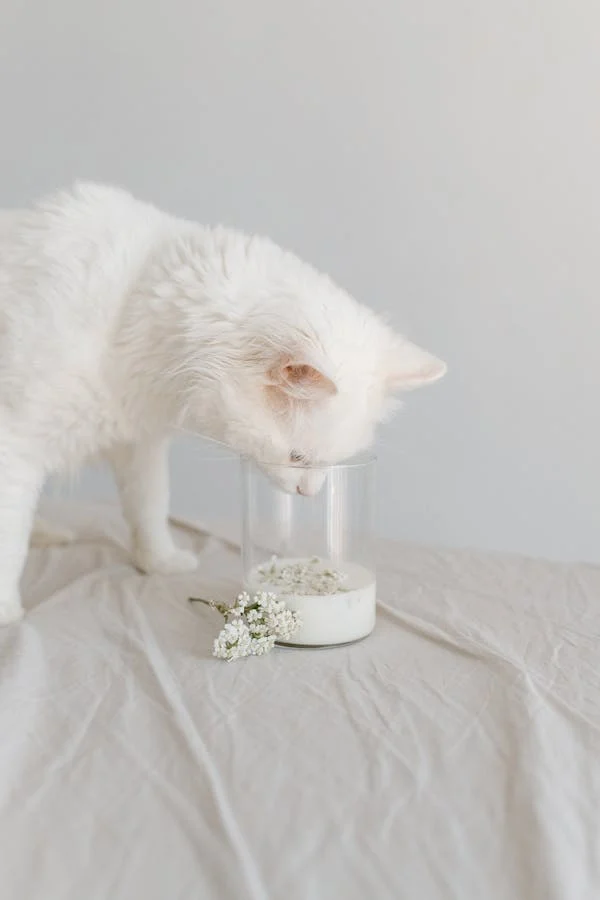 牛奶于猫：可饮之选，还是健康雷区？