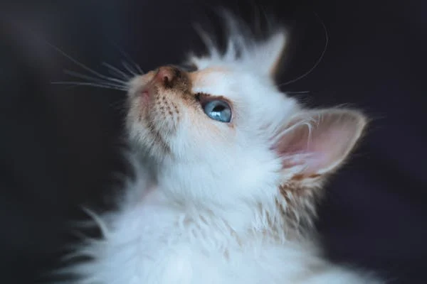 猫为何狂喝水？多维度探寻原因