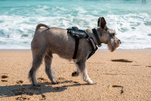 狗狗流鼻涕别慌张，一文教你辨因与应对