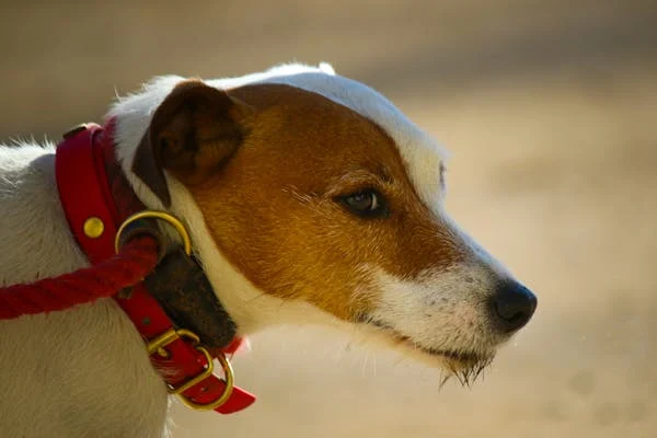 狗狗身体状况评分是什么？