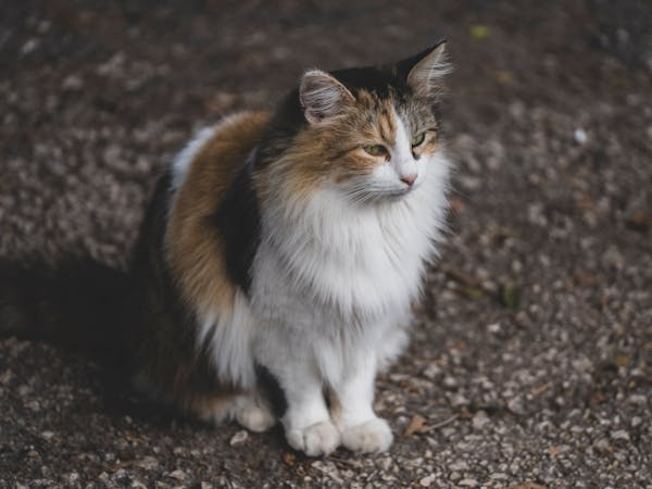 猫咪成年后还爱吮吸东西正常吗？