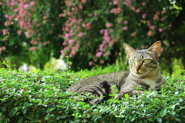 猫咪会记仇吗？科学揭秘猫咪的真实情绪