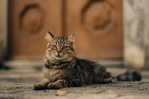 如何判断猫咪的年龄