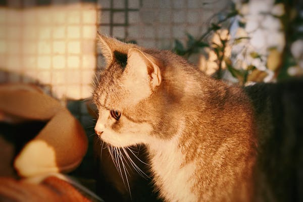 如何正确抚摸猫咪