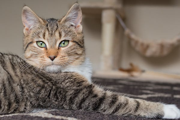 猫咪尿血莫慌张，一文教你全搞定