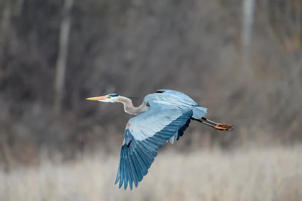 鸟类是爬行动物？鸟类进化秘密大揭秘