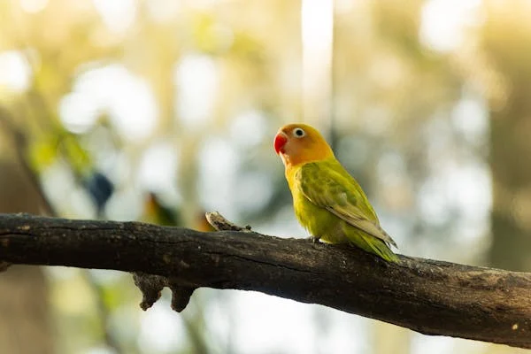 虎皮鹦鹉饲养超详细指南