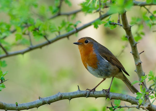 如何给宠物鸟滴眼药水