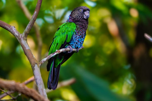 鸟类急性低钙血症​