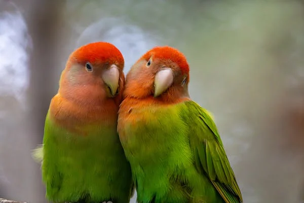 宠物鹦鹉那些事儿：寿命、照顾及变老应对