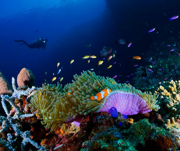 一看就懂的小丑鱼饲养秘籍，新手秒变老手！