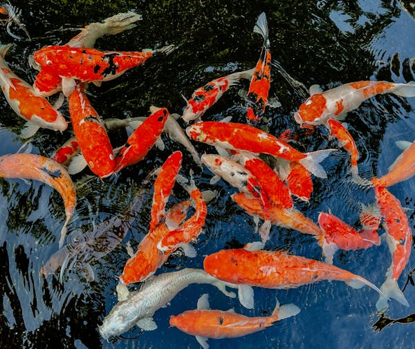 关于锦鲤的 6 个有趣事实