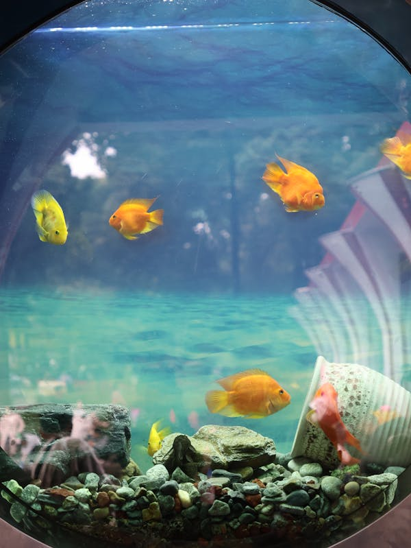 别再用小鱼缸养鱼了！这些真相你必须知道