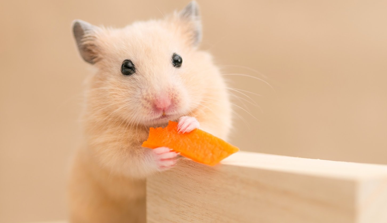 仓鼠掉毛怎么办？