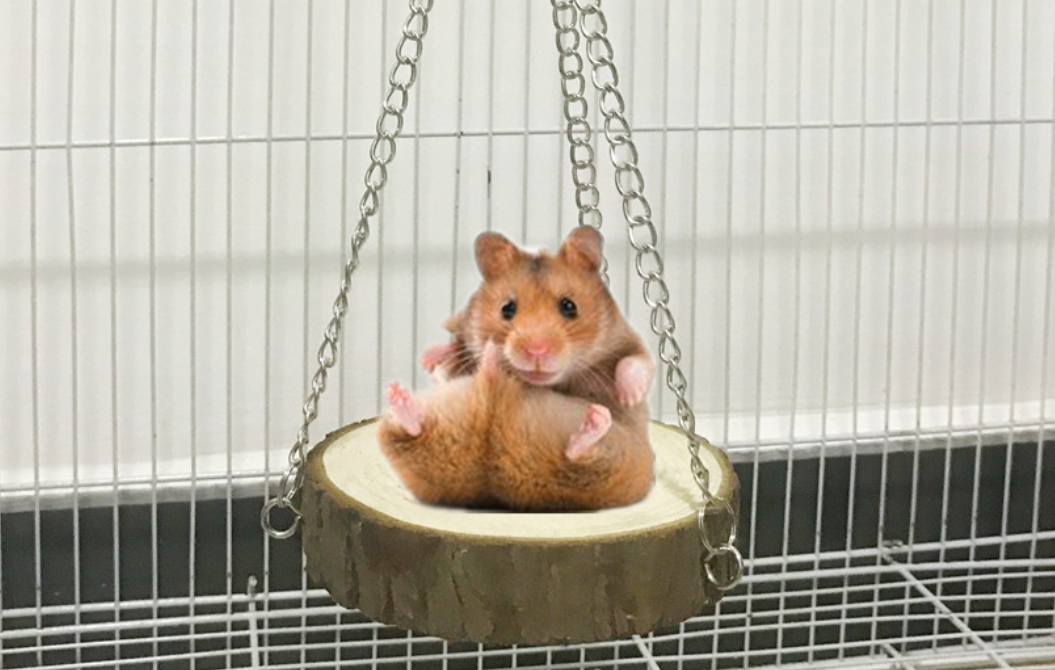 仓鼠跑球使用指南：安全第一，快乐运动！