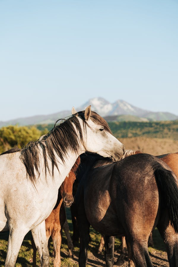 马如何表达喜爱之情​