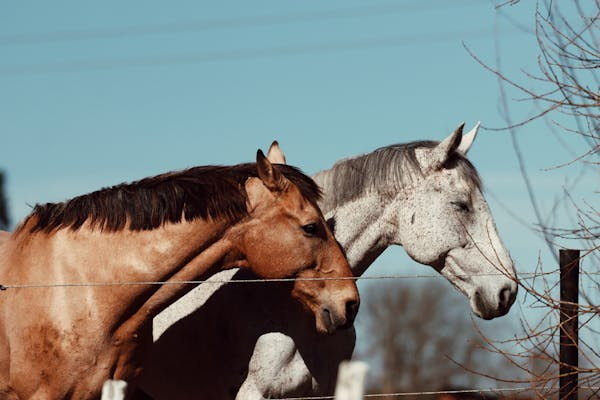 你知道吗？马睡觉的方式超有趣！