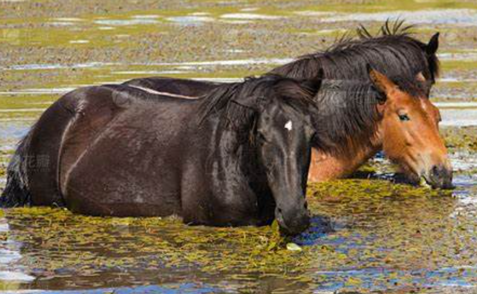 原来马真的会游泳！手把手教你带马玩水