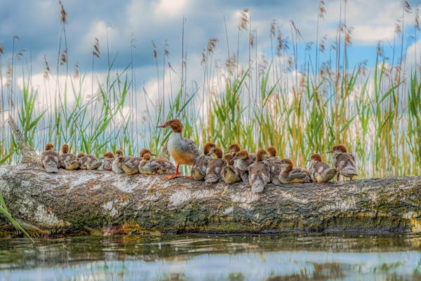 该喂鸭子吃什么？