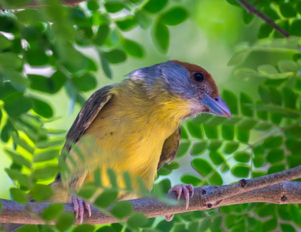 一文搞懂鸟儿的酵母菌感染