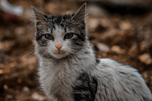 猫咪春季防 “虫” 指南！