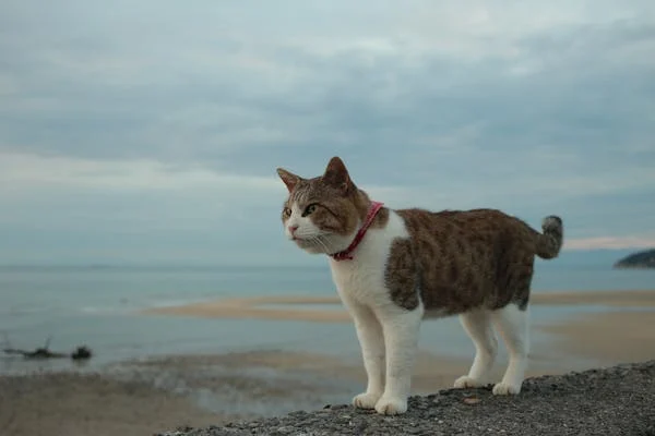 猫咪到底有多聪明？