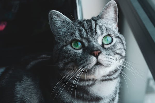 猫咪为什么会吐毛球？