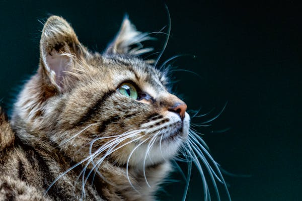 猫咪拉肚子别慌！一篇教你判断和处理