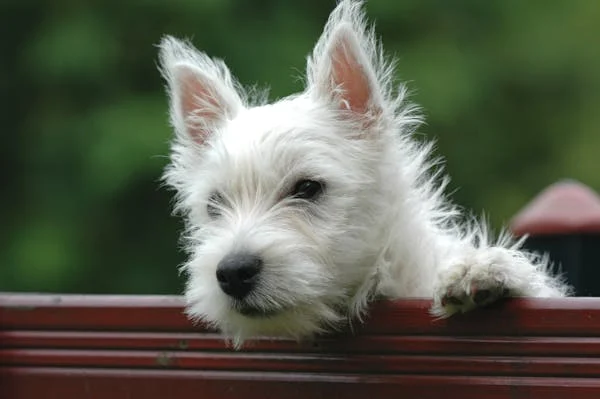 狗狗听得懂音乐吗？