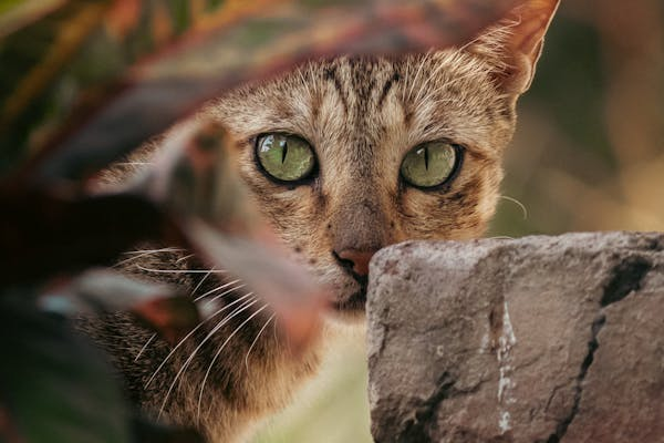 手把手教你给猫咪滴眼药水！