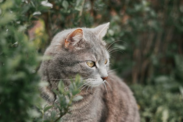 这些猫咪超怕晒，不注意就生病！