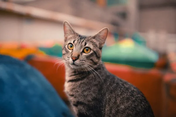 铲屎官必看！让猫咪乖乖吃药的超实用技巧